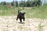 STAFFIE 037